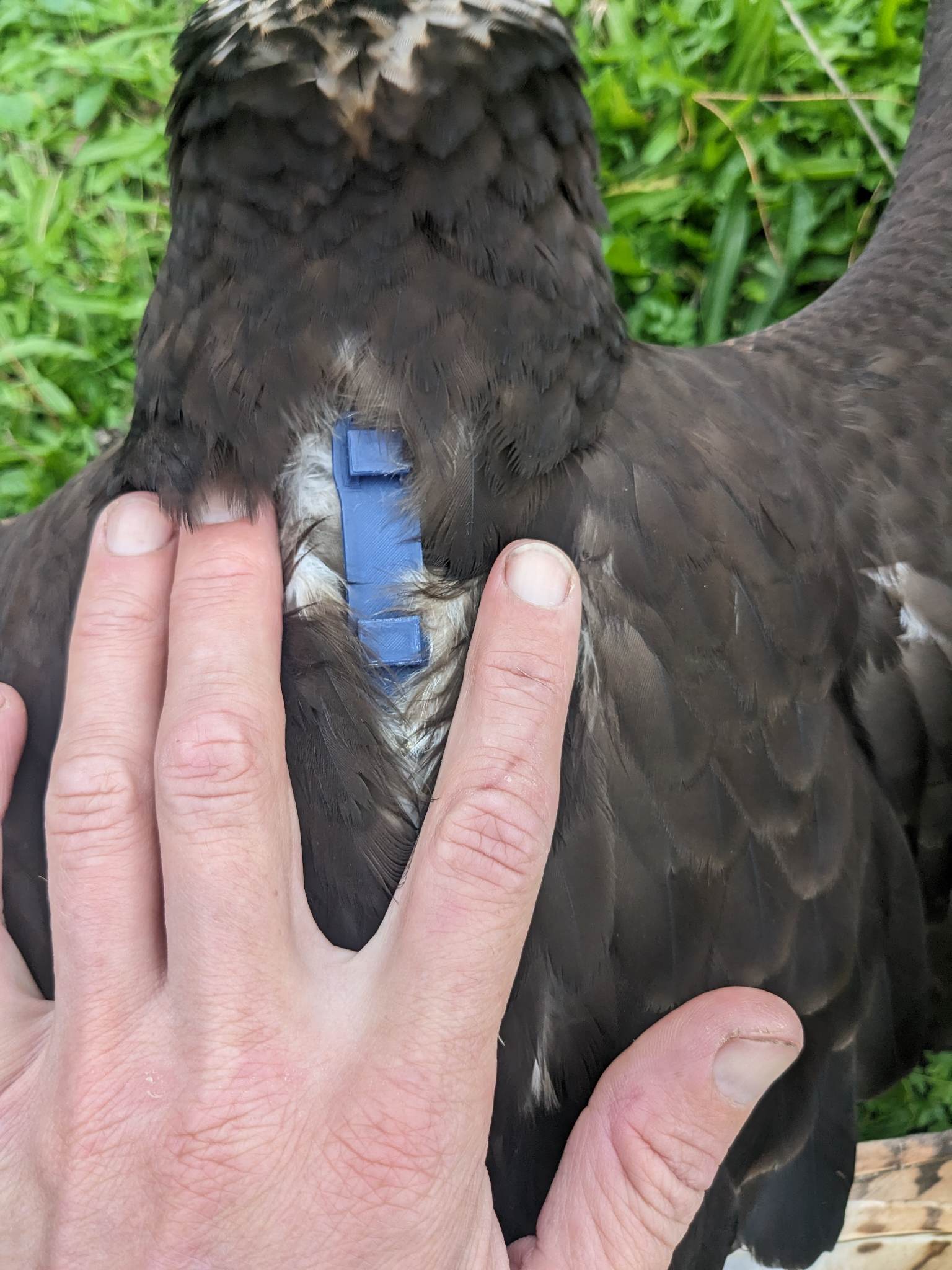Raptor wearing 3D printed GPS backpack during rehabilitation.