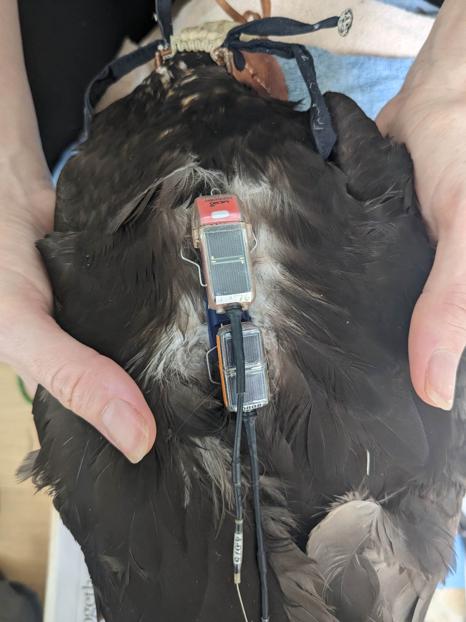 Close-up of 3D printed GPS mount attached to a raptor.